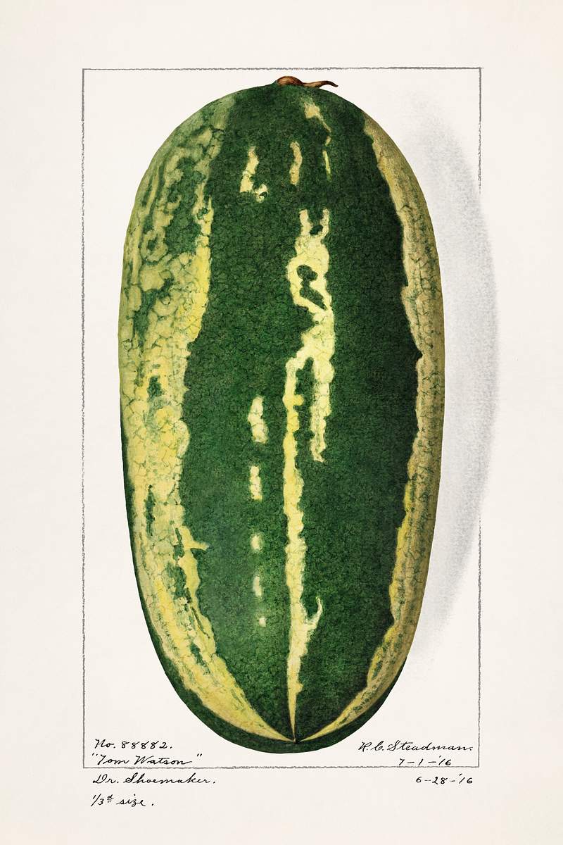 Watermelon (Citrullus Lanatus)(1916) by Royal Charles Steadman. Original from U.S. Department of Agriculture Pomological…