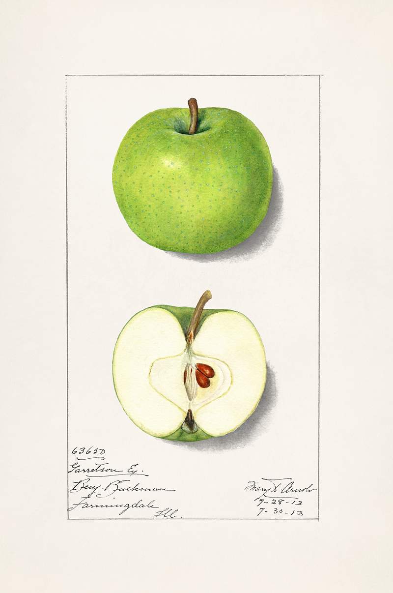Apples (Malus Domestica) (1913) by Mary Daisy Arnold. Original from U.S. Department of Agriculture Pomological Watercolor…