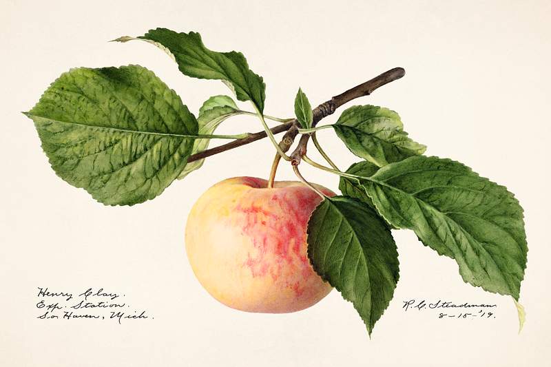 Apple (Malus Domestica) (1919) by Royal Charles Steadman. Original from U.S. Department of Agriculture Pomological Watercolor…