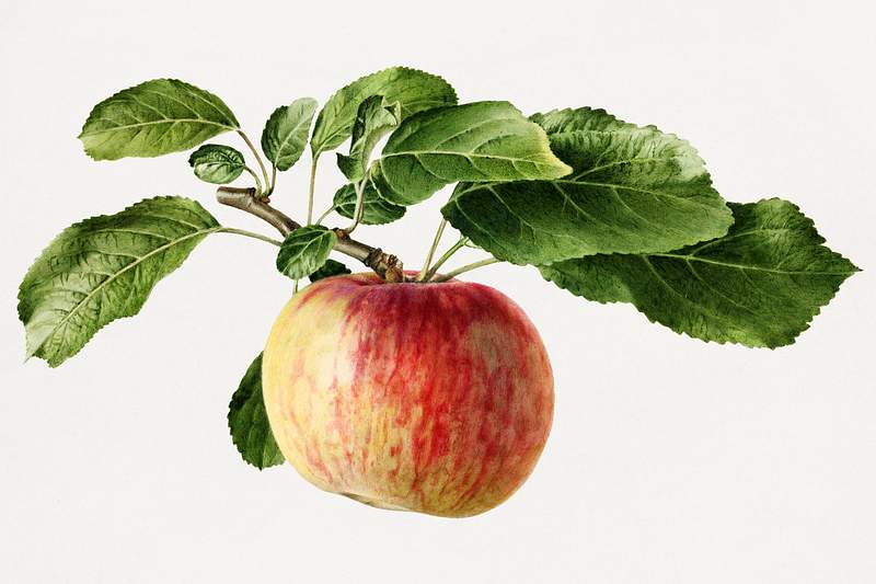 Vintage apple illustration. Digitally enhanced illustration from U.S. Department of Agriculture Pomological Watercolor…