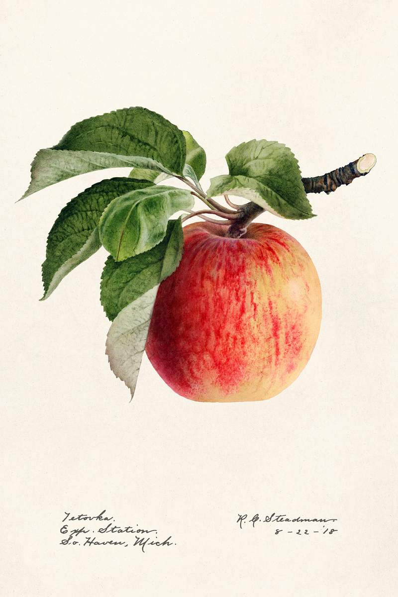 Apple (Malus Domestica) (1918) by Royal Charles Steadman. Original from U.S. Department of Agriculture Pomological Watercolor…