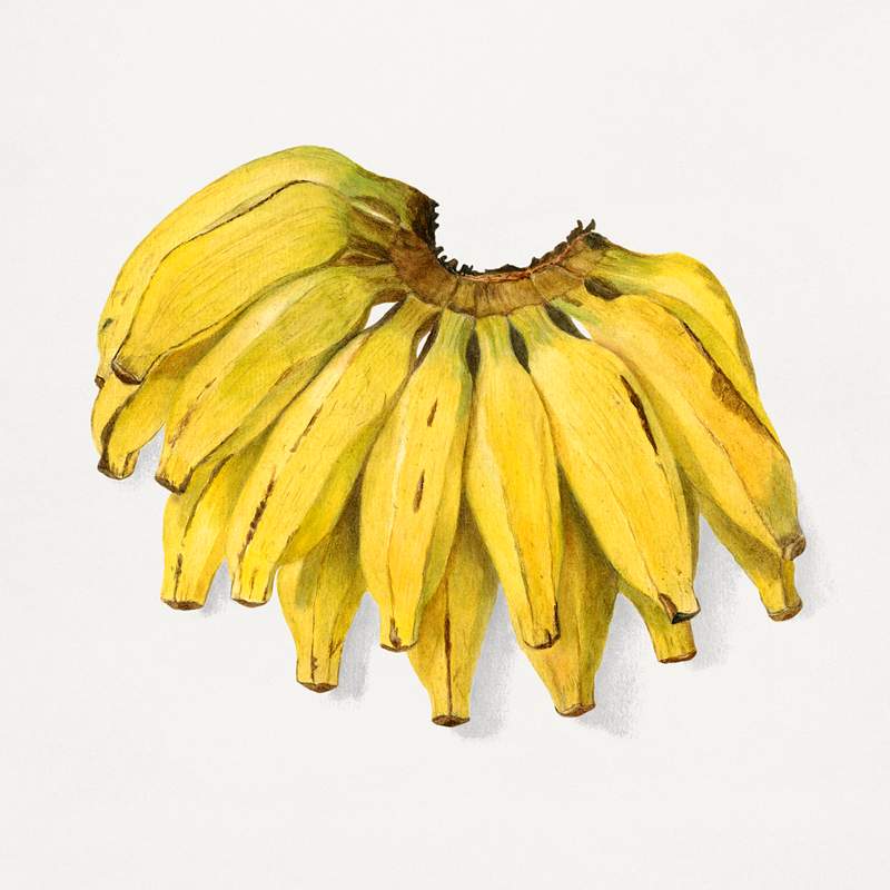 Vintage banana illustration. Digitally enhanced illustration from U.S. Department of Agriculture Pomological Watercolor…