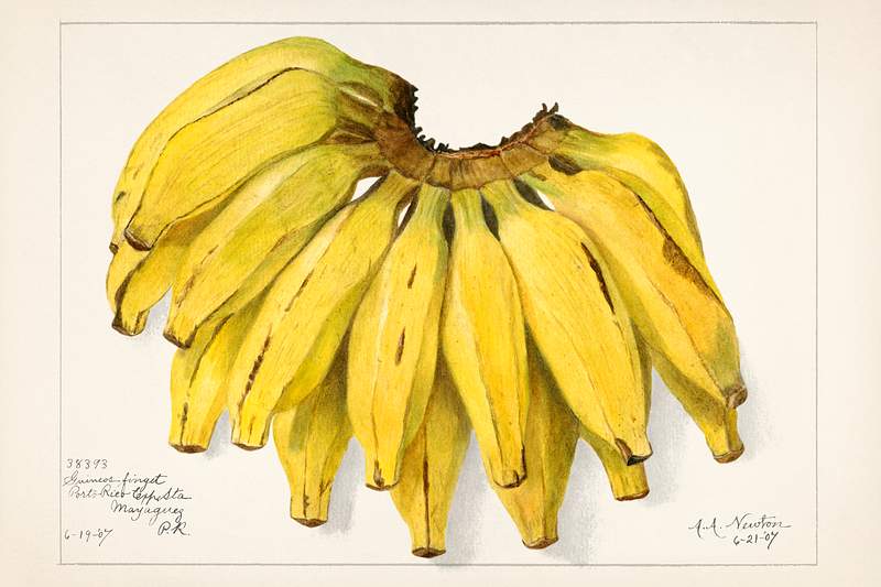 Bananas (Musa) (1907) by Amada Almira Newton. Original from U.S. Department of Agriculture Pomological Watercolor Collection.…