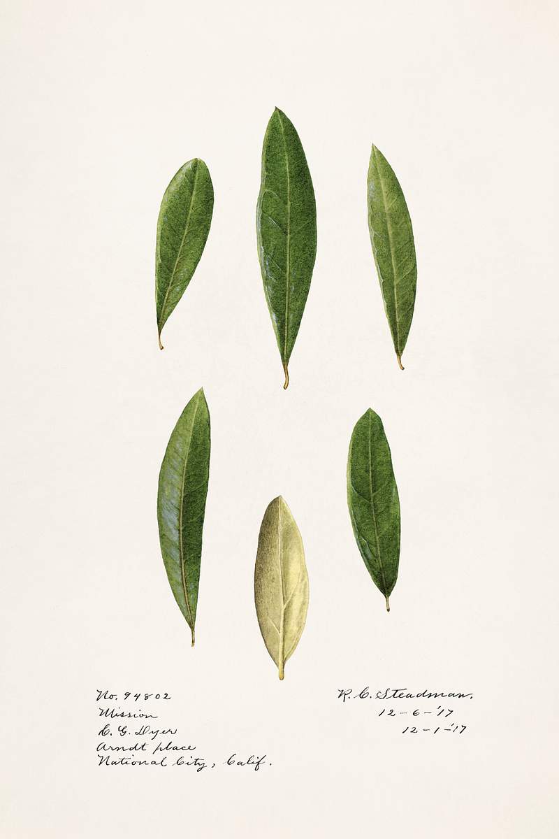 Olive leaves (Olea Europaea)(1971) by Royal Charles Steadman. Original from U.S. Department of Agriculture Pomological…