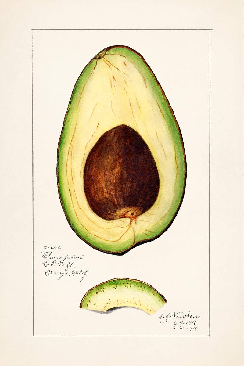 Avocado (Persea) (1916) by Amada Almira Newton. Original from U.S. Department of Agriculture Pomological Watercolor…