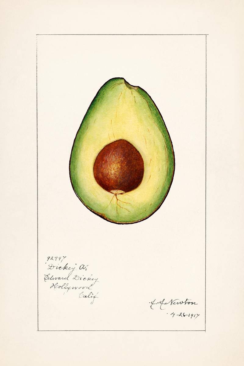 Avocado (Persea) (1916) by Amada Almira Newton. Original from U.S. Department of Agriculture Pomological Watercolor…