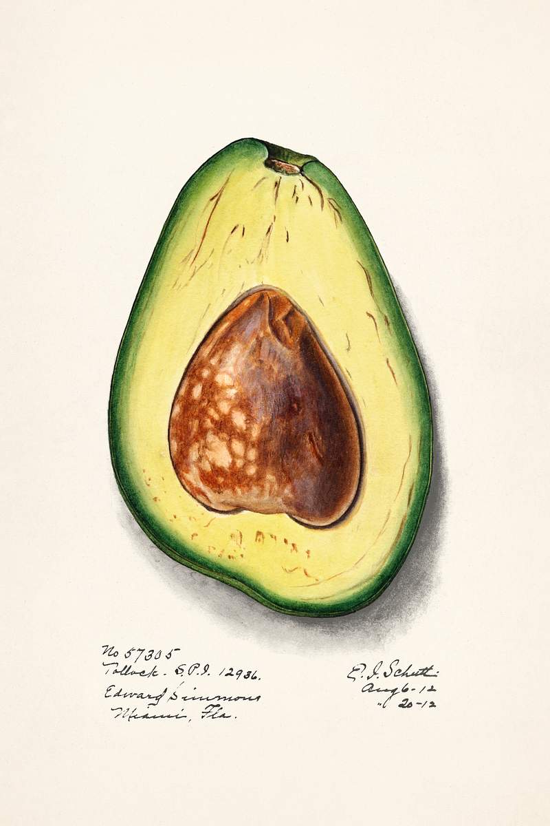 Avocado (Persa) (1912) by Ellen Isham Schutt. Original from U.S. Department of Agriculture Pomological Watercolor Collection.…