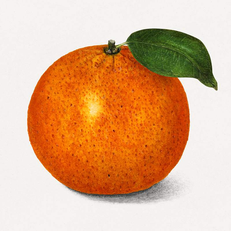 Orange Fruit Images | Free Photos, PNG Stickers, Wallpapers & Backgrounds -  rawpixel
