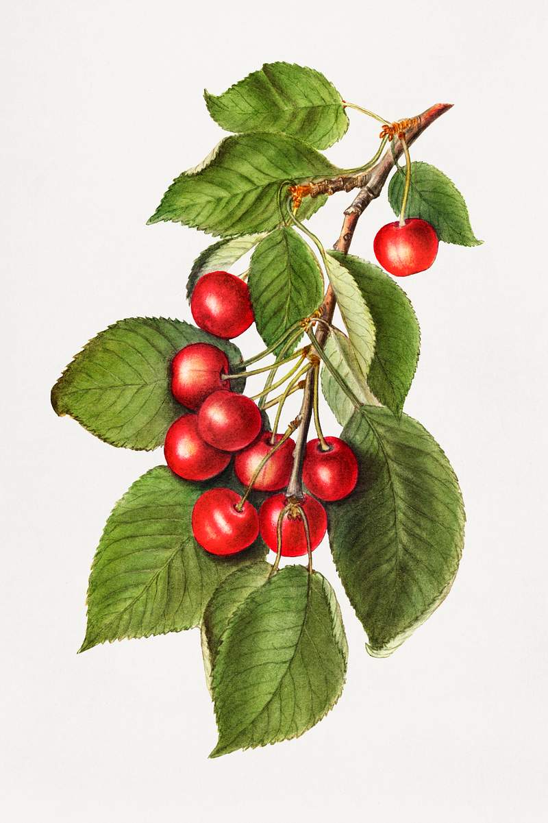 Delicious red cherries illustration. Digitally enhanced illustration from U.S. Department of Agriculture Pomological…