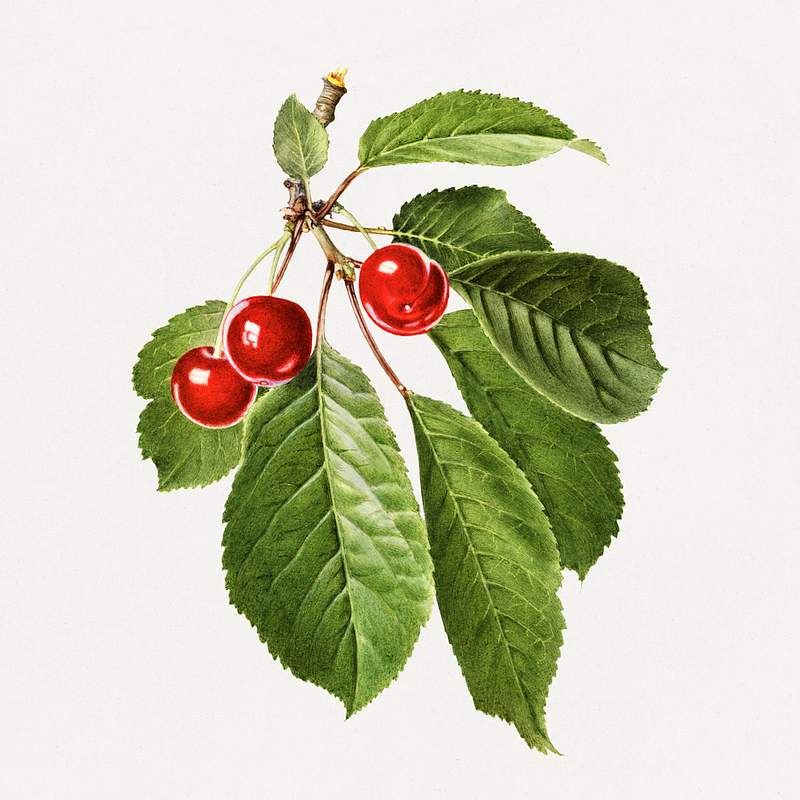 Vintage cherry illustration. Digitally enhanced illustration from U.S. Department of Agriculture Pomological Watercolor…