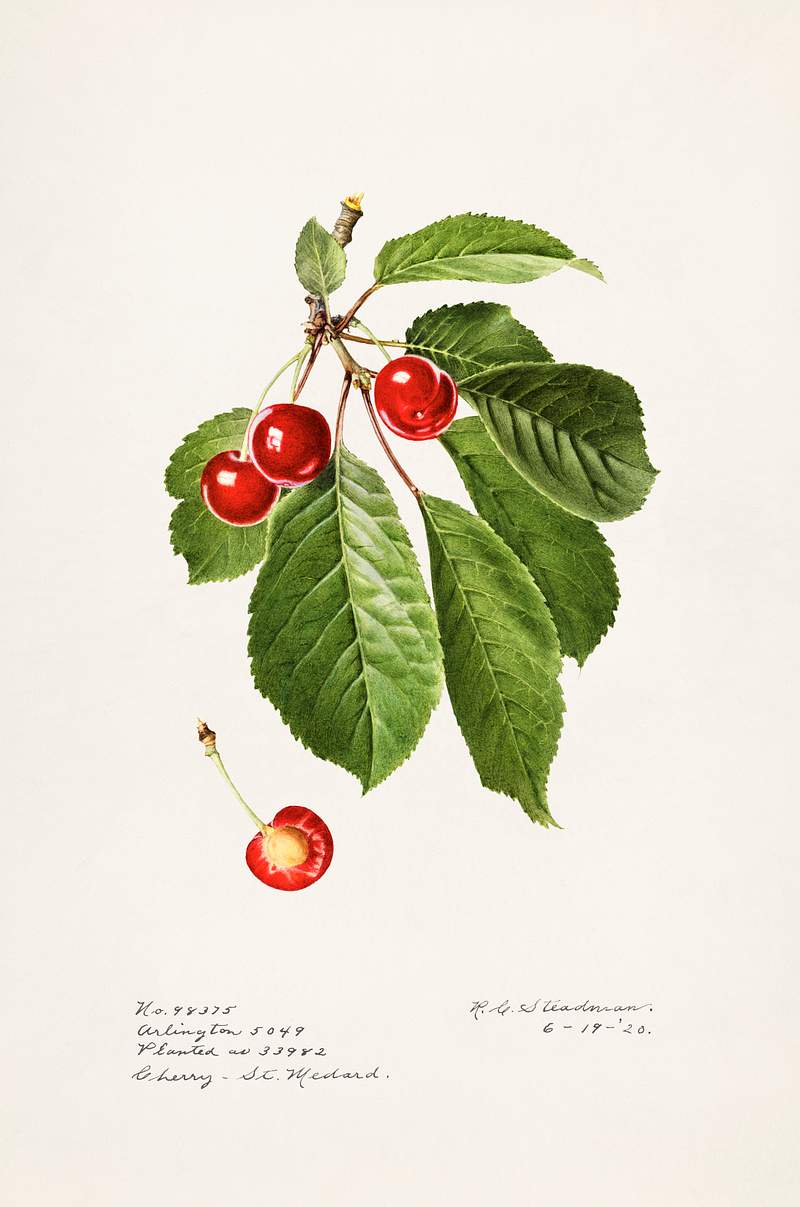 Cherries (Prunus Avium) (1920) by Royal Charles Steadman. Original from U.S. Department of Agriculture Pomological Watercolor…