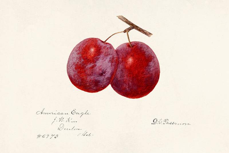 Plums (Prunus Domestica) by Deborah Griscom Passmore (1840–1911). Original from U.S. Department of Agriculture…