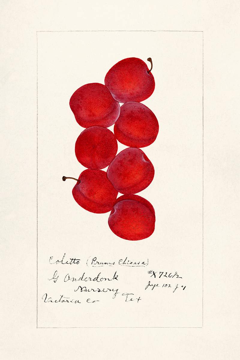 Plums (Prunus Domestica) (1888). Original from U.S. Department of Agriculture Pomological Watercolor Collection. Rare and…