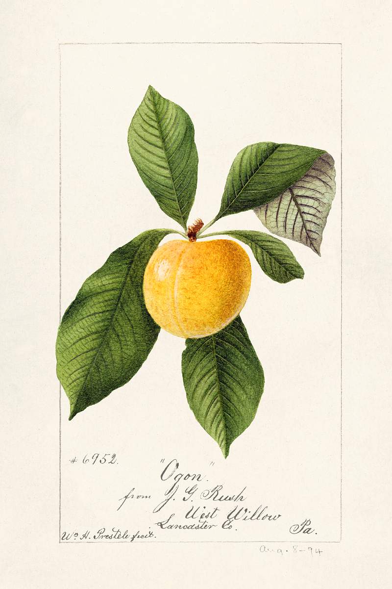 Plum (Prunus Domestica) (1894) by William Henry Prestele. Original from U.S. Department of Agriculture Pomological Watercolor…