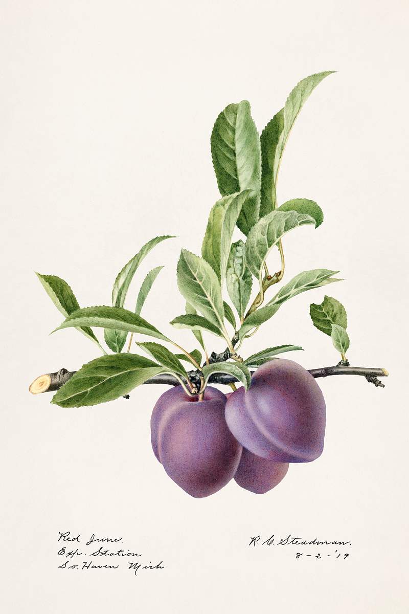 Plums (Prunus Domestica) (1919) by Royal Charles Steadman. Original from U.S. Department of Agriculture Pomological…