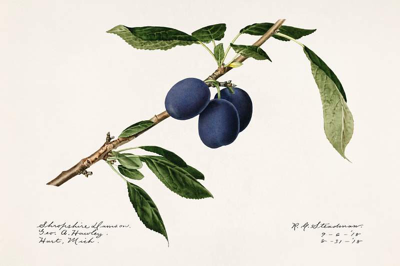 Plums (Prunus Domestica) (1918) by Royal Charles Steadman. Original from U.S. Department of Agriculture Pomological…