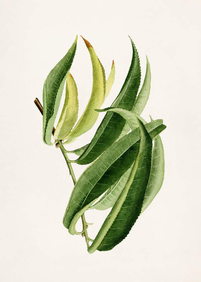Peach Leaf (Prunus Persica) (1912) by
James Marion Shull. Original from U.S. Department of Agriculture Pomological Watercolor…