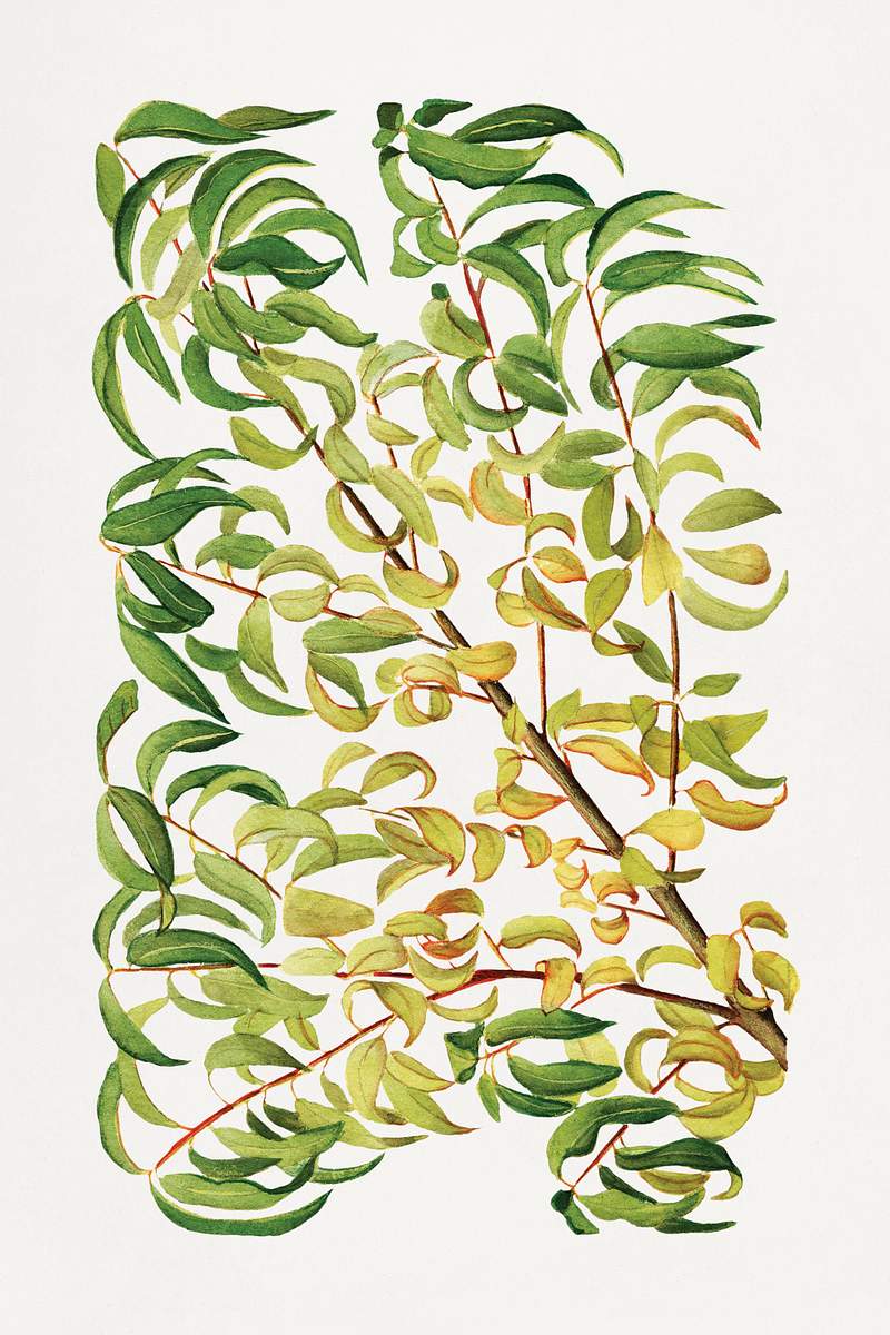 Vintage peach leaves illustration. Digitally enhanced illustration from U.S. Department of Agriculture Pomological Watercolor…
