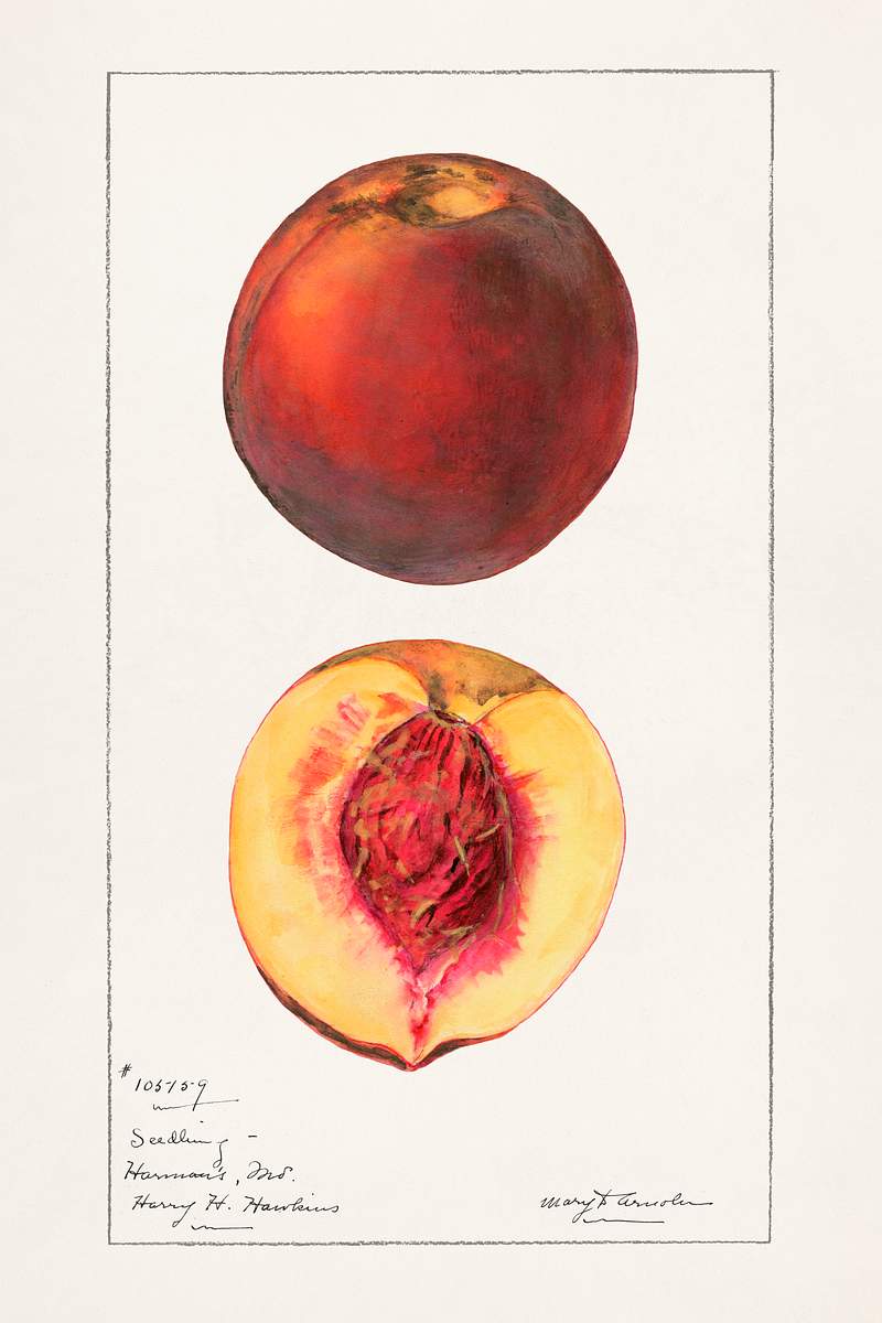 Peaches (Prunus Persica) by
Mary Daisy Arnold (1873-1955). Original from U.S. Department of Agriculture Pomological…