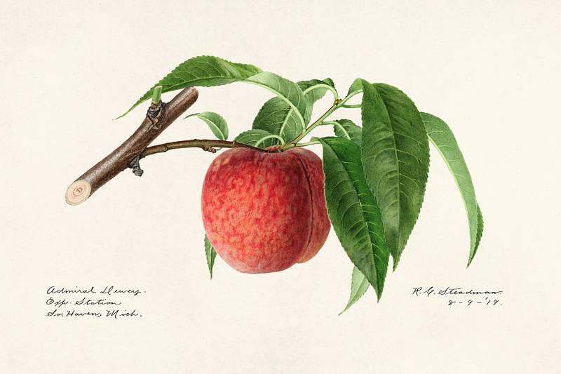 Peach twig (Prunus Persica) (1919) by
Royal Charles Steadman. Original from U.S. Department of Agriculture Pomological…