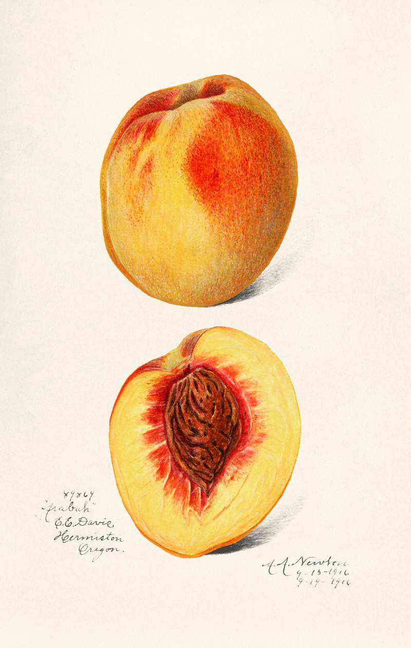 Peaches (Prunus Persica) (1900) by
Deborah Griscom Passmore. Original from U.S. Department of Agriculture Pomological…