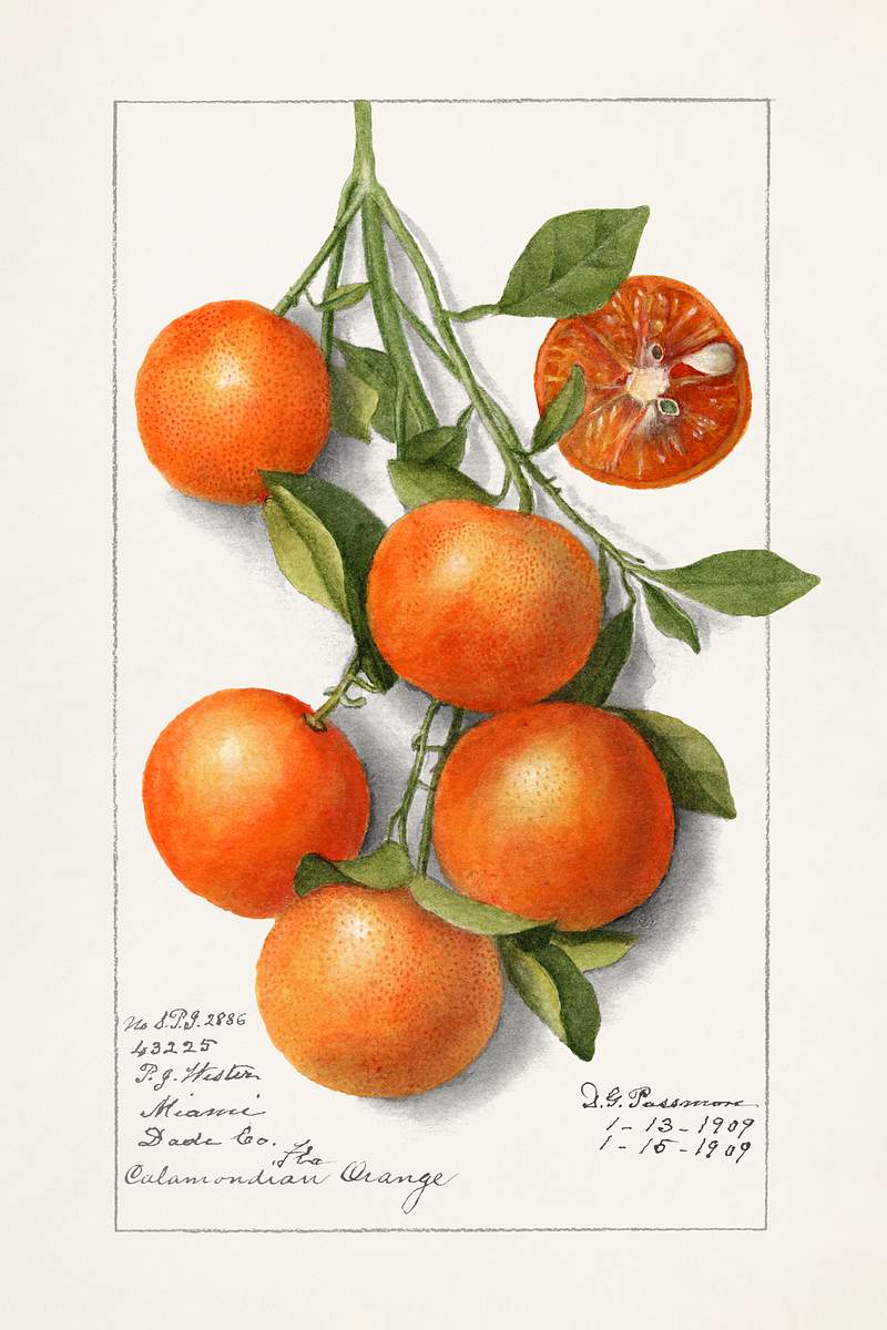 Oranges (Calamondian) (1919) by Deborah Griscom Passmore. Original from U.S. Department of Agriculture Pomological Watercolor…