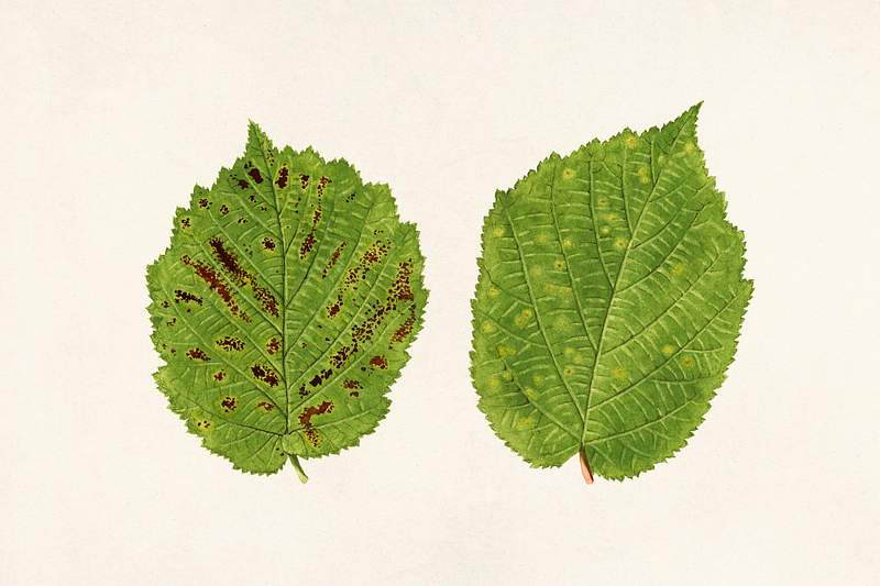 Hazelnut leaves (Corylus) (1924) by
James Marion Shull. Original from U.S. Department of Agriculture Pomological Watercolor…