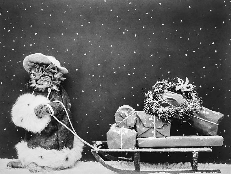 Santa cat photo | Free public domain illustration Santa Cat Still Image (1914) from The Miriam and Ira D. Wallach Division of Art, Prints and Photographs. Original from The…