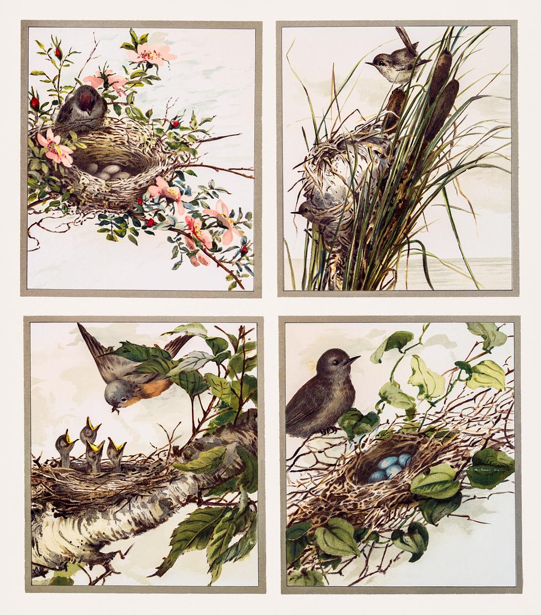 Vintage Christmas card | Free public domain illustration Christmas Card Depicting Birds and Nests (1865–1899) by L. Prang & Co. Original from The New York Public Library.…