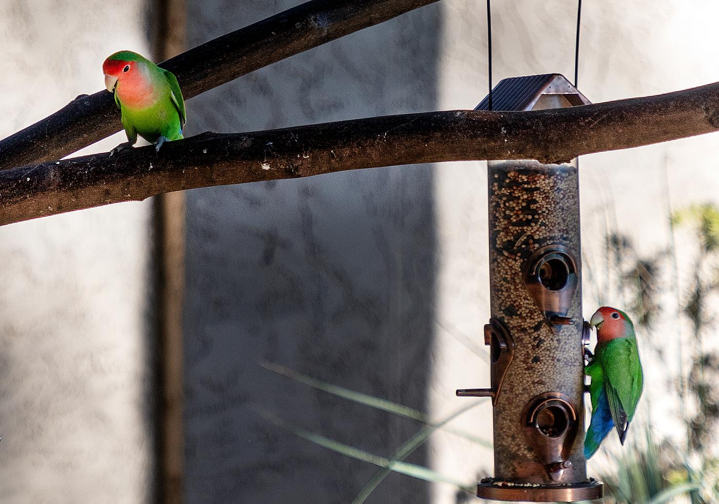 Peach-faced lovebirds enjoy a free meal in the courtyard of a home in Paradise Valley, neighboring Phoenix in Maricopa... Peach-faced lovebirds enjoy a free meal in the courtyard of a home in Paradise Valley, neighboring Phoenix in Maricopa...