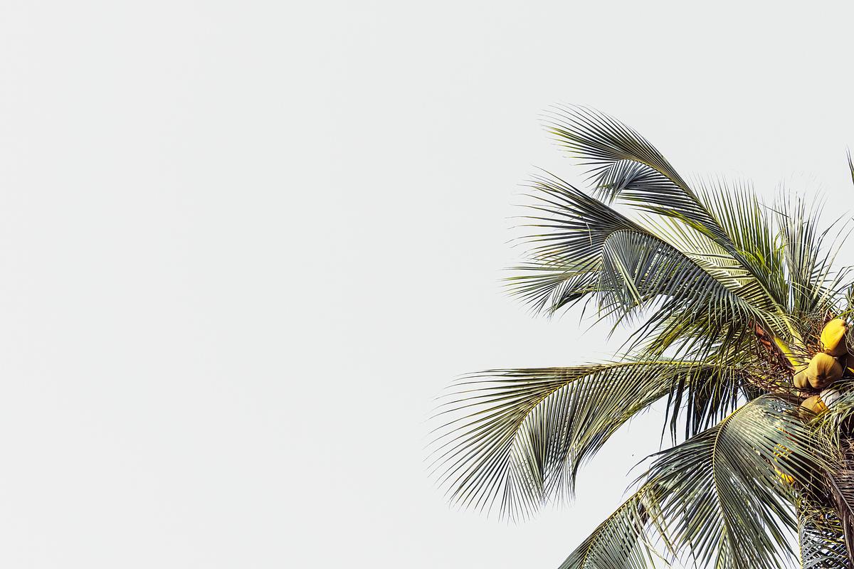 Coconut palm trees with sky | Premium Photo - rawpixel