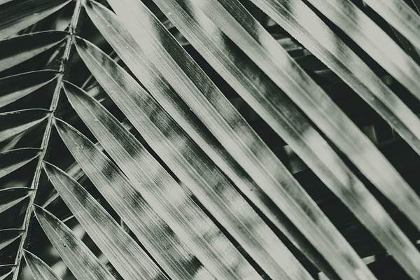 Tropical Green Palm Leaves Background Royalty Free Photo