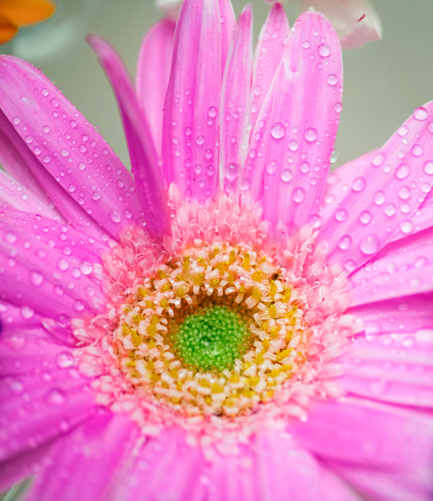 Closeup of colorful gerbera background Closeup of colorful gerbera background