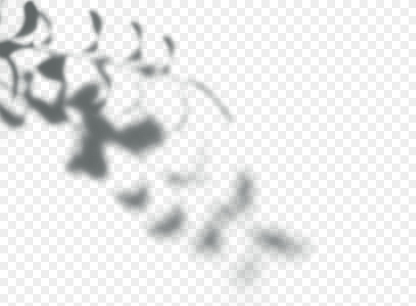Leaves shadow on a wall | Free transparent png - 557584