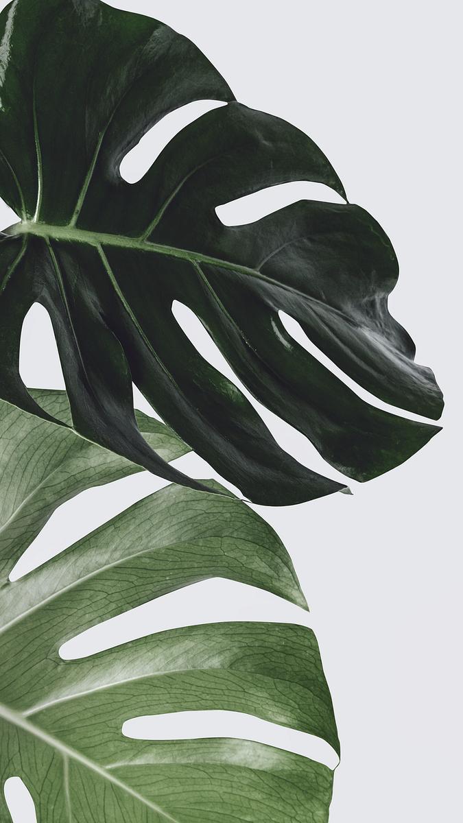 Monstera plant leaf wall art | Premium Photo - rawpixel