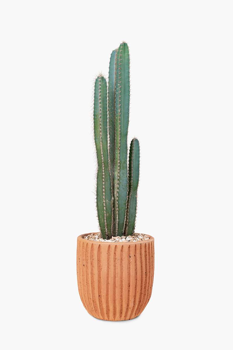 Download Cactus Mockup Images Free Vectors Pngs Mockups Backgrounds Rawpixel