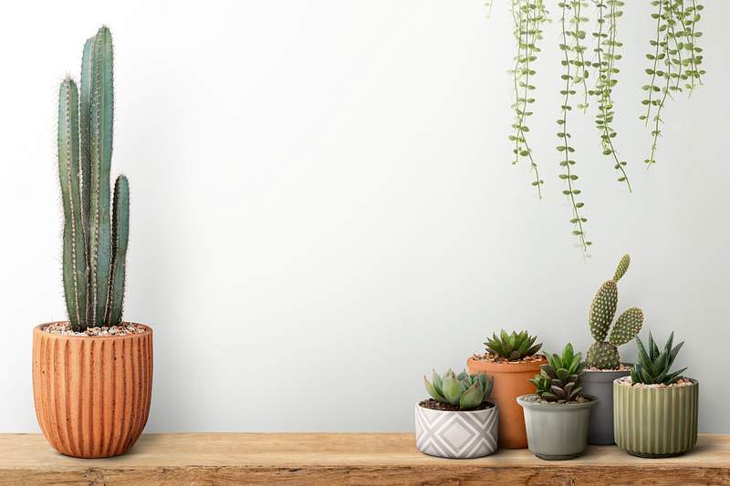 Download Cactus Mockup Images Free Vectors Pngs Mockups Backgrounds Rawpixel