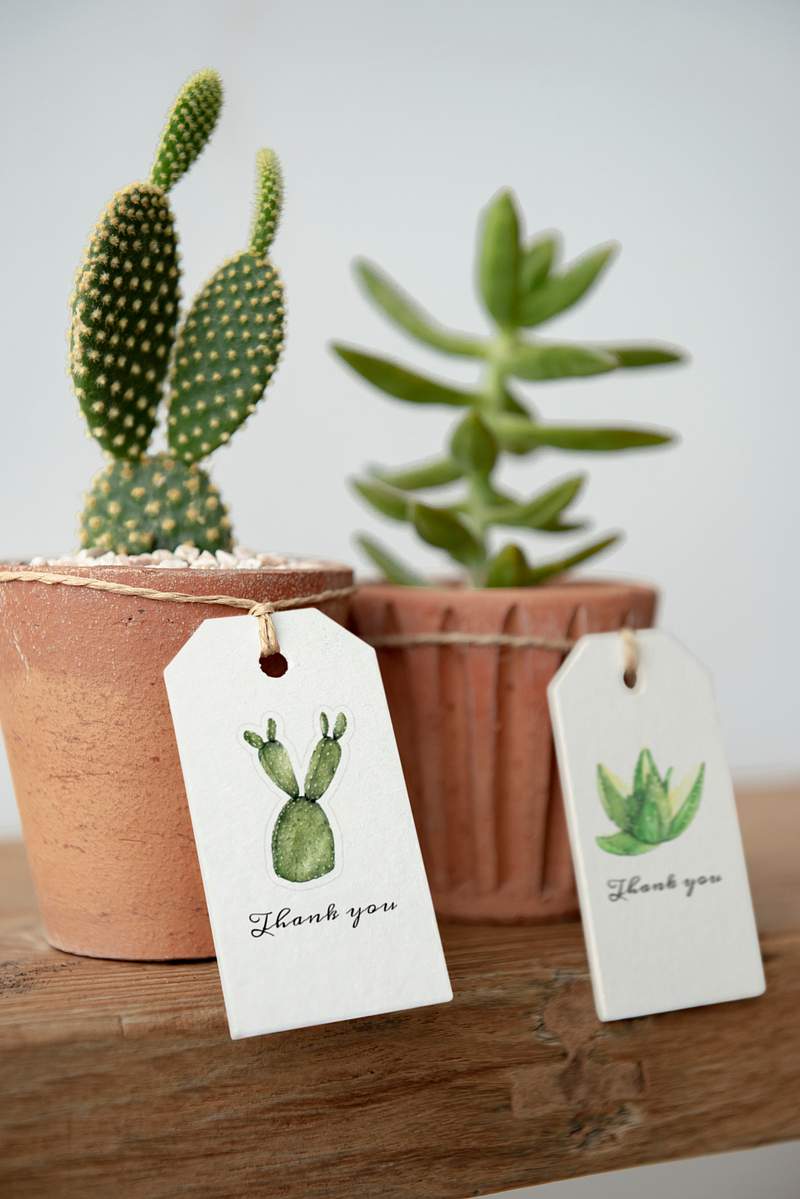 Download Cactus Mockup Images Free Vectors Pngs Mockups Backgrounds Rawpixel