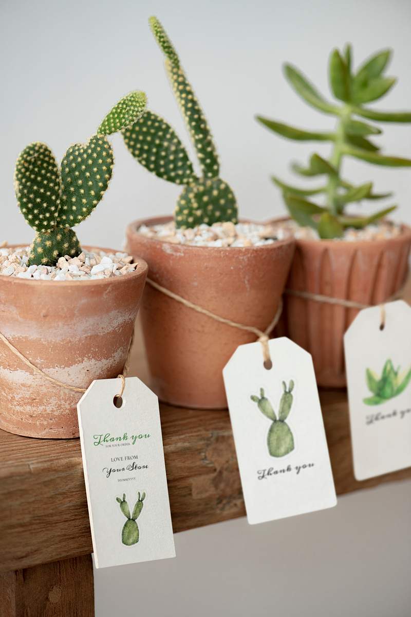 Download Cactus Mockup Images Free Vectors Pngs Mockups Backgrounds Rawpixel