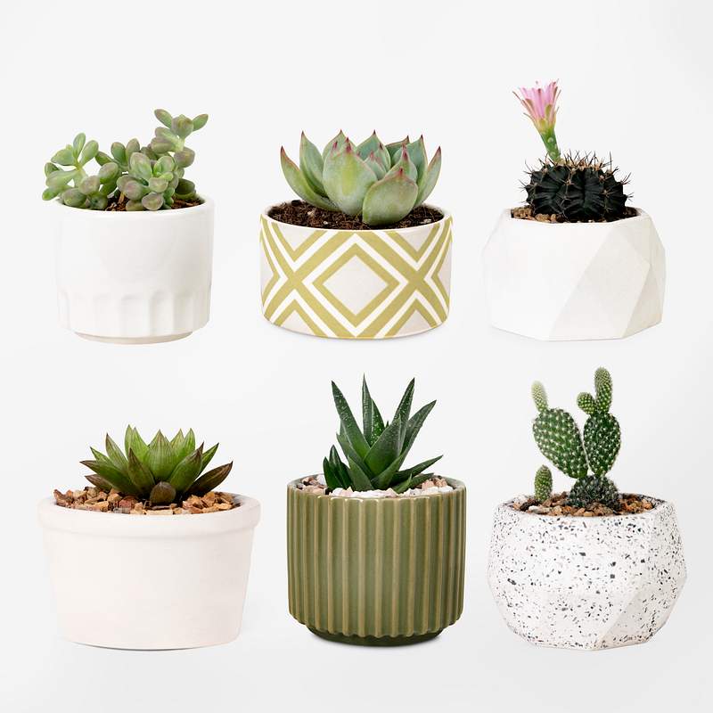 Download Cactus Mockup Images Free Vectors Pngs Mockups Backgrounds Rawpixel
