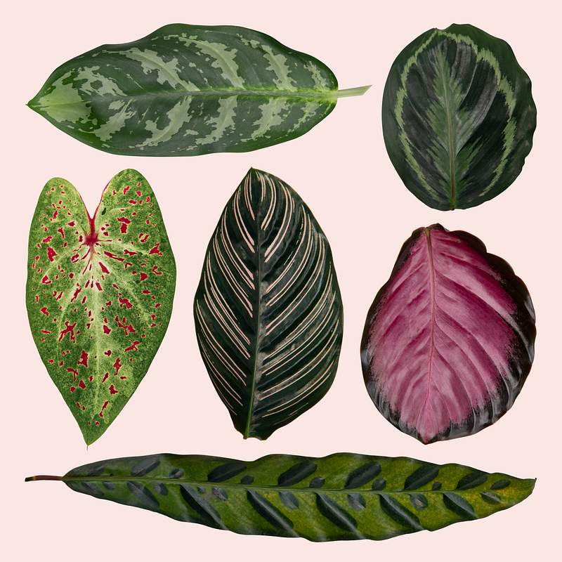 Download Tropical Mockup Images Free Vectors Pngs Mockups Backgrounds Rawpixel