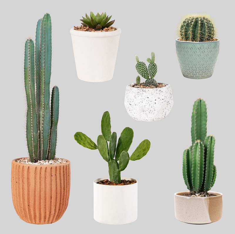 Download Cactus Mockup Images Free Photos Png Stickers Wallpapers Backgrounds Rawpixel