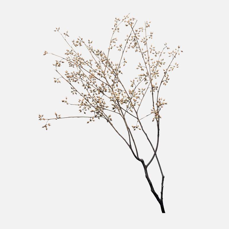 wallpapers Aesthetic Dried Flowers Png free vectors pngs mockups
