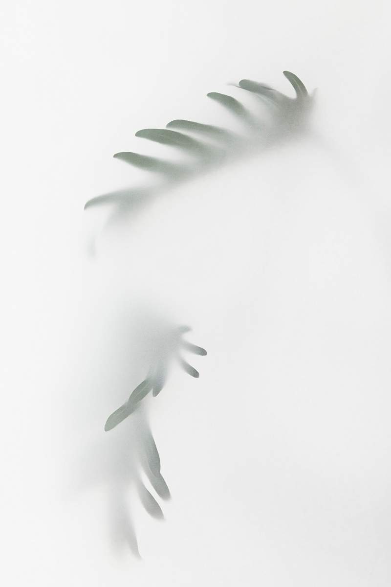 Palm Tree Shadow Images | Free Vectors, PNGs, Mockups & Backgrounds