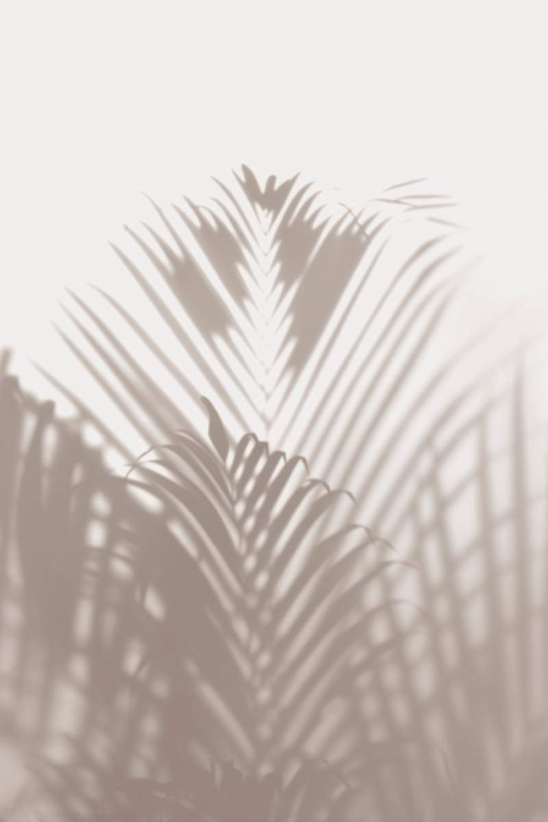Palm Tree Shadow Images | Free Vectors, PNGs, Mockups & Backgrounds