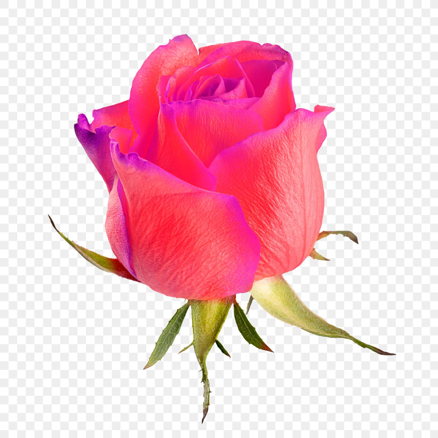 Bright Pink Rose Flower Transparent Png Free Transparent Png 2278070