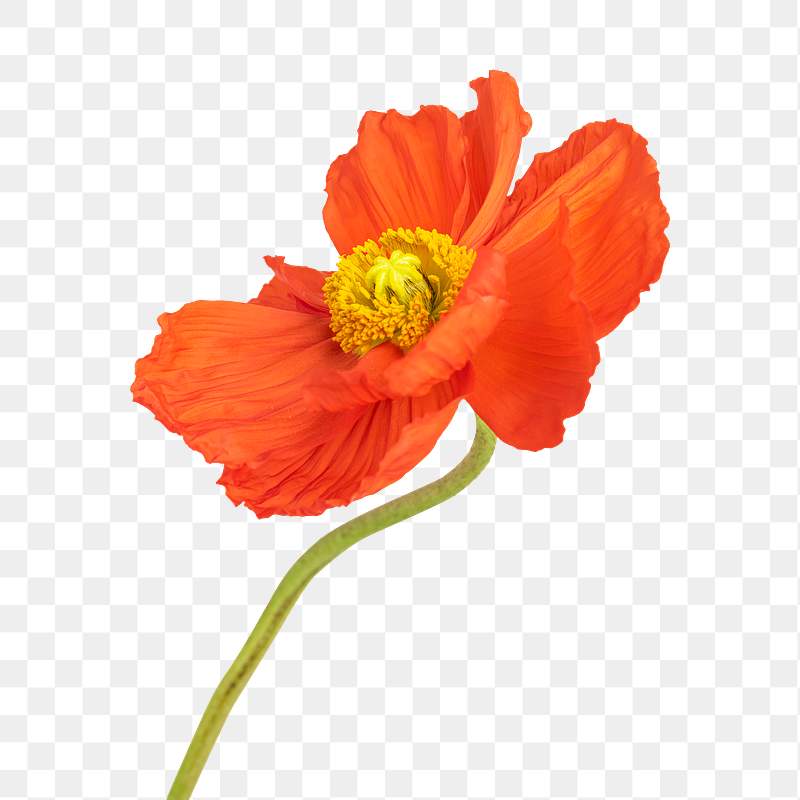 Poppies Art Bing Images Flower Clipart Red Poppies Poppy Flower