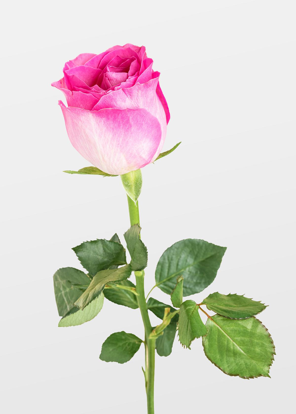 Blooming pink rose flower | Premium PSD - rawpixel
