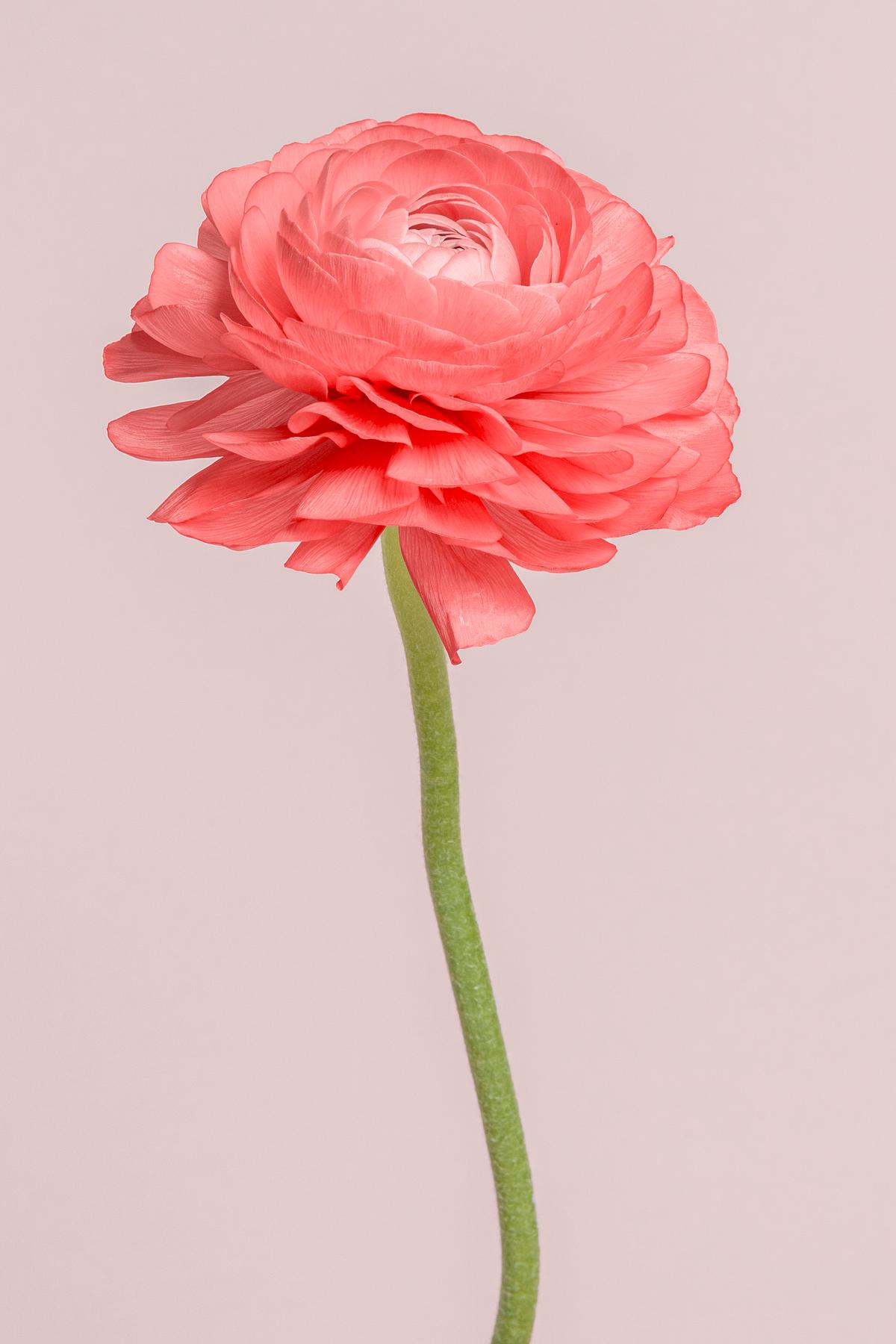 Blooming pink ranunculus flower | Premium Photo - rawpixel