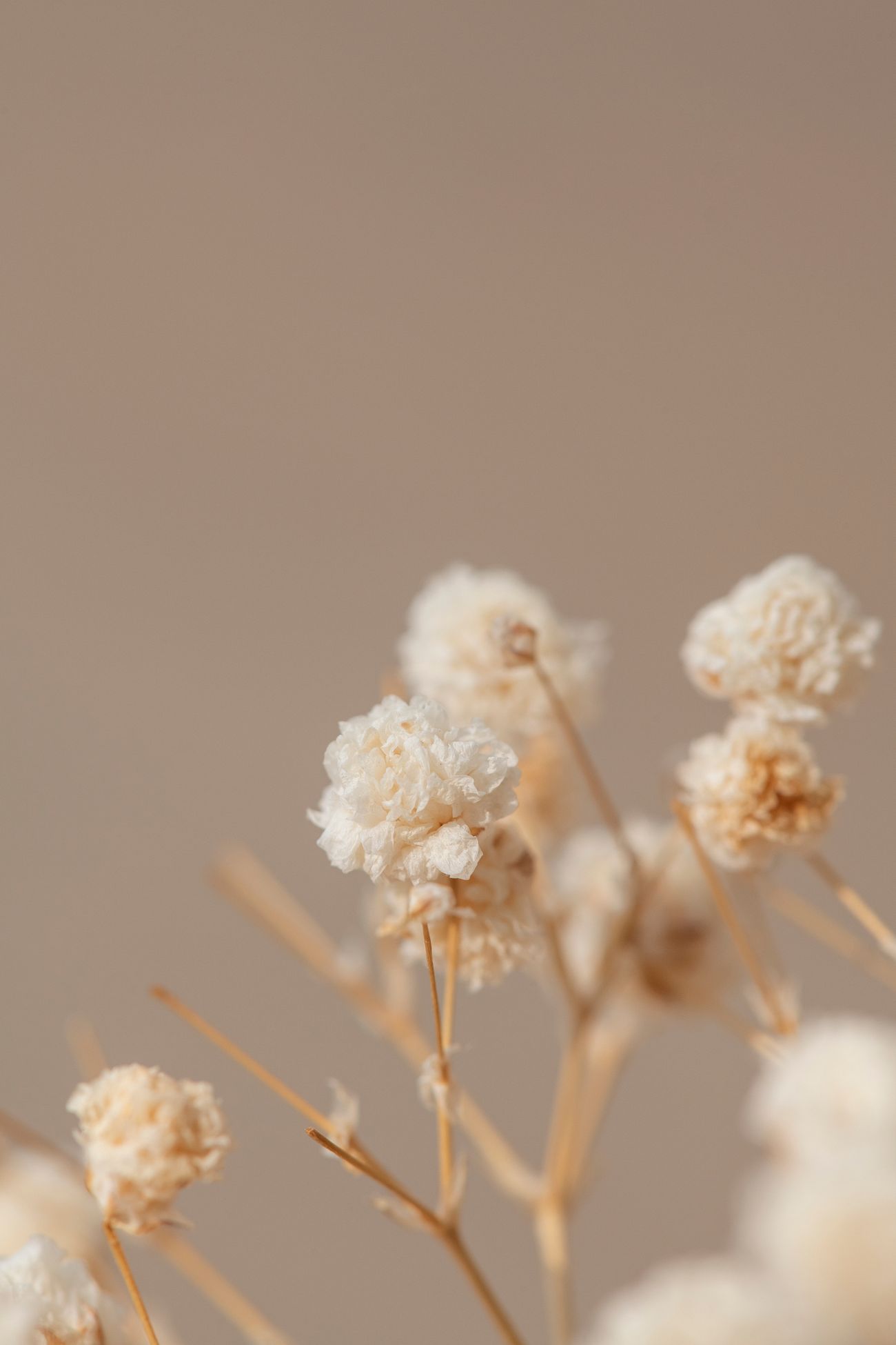 Baby's Breath Images Free Vectors, PNGs, Mockups & Backgrounds rawpixel